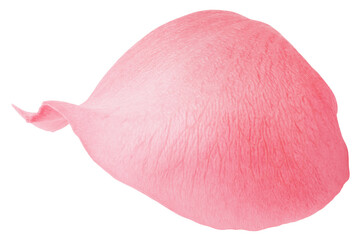 Rose petal, isolated on white background, clipping path, full depth of field