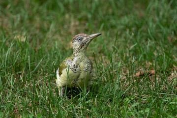 European green woodpecker in a meadow
