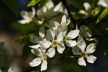 In springtime, pear blossoms in the orchard