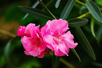 Nerium oleander flowers bloom on the bush
