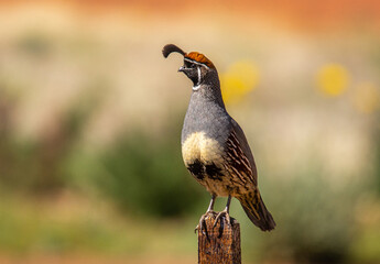 Gambel's Quail