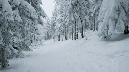 Beautiful forest covered by snow. Spruce Trees in winter landscape. Frosty day. Walking in forest on hiking trail. Tourism concept. First person view.