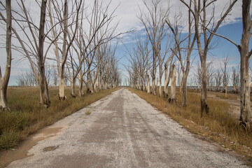 Camino con árboles en ruinas de Epecuen, Buenos Aires.