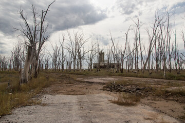 Lago con &aacute;rboles en ruinas de Epecuen, Buenos Aires.