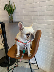 chihuahua puppy sitting in a suitcase