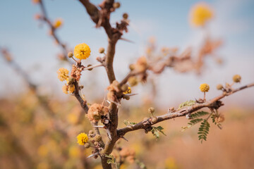 Paisaje escena de flor del desierto con bokeh