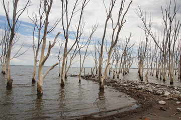 Lago con &aacute;rboles en ruinas de Epecuen, Buenos Aires.