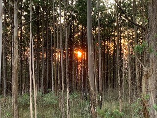 sunset in the forest