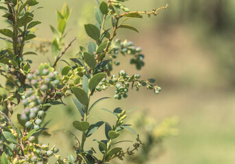 A blueberry plant and its fruits