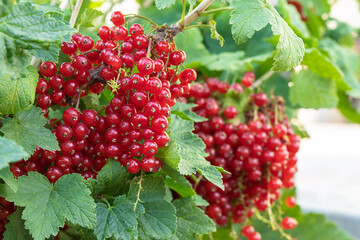 Red currant grows on a bush in garden. Ripe red currant close-up as background. Concept of nature, organic food and gardening.