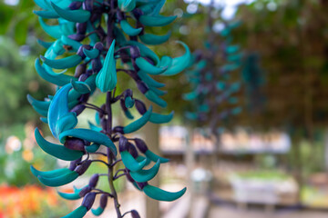 Turquoise jade vine (emerald vine)