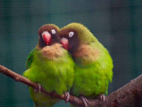 pair of parrots