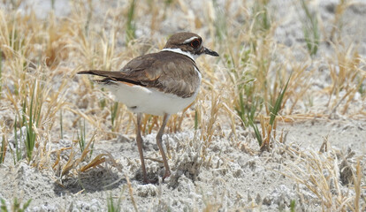 A killdeer enjoying a relaxing day in the Eastern Sierra, Adobe Valley, Mono County, California.