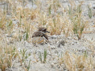A killdeer enjoying a relaxing day in the Eastern Sierra, Adobe Valley, Mono County, California.