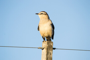 Pequeña ave posada en madera