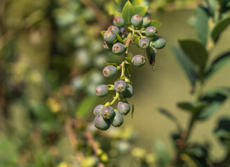 A blueberry plant and its fruits