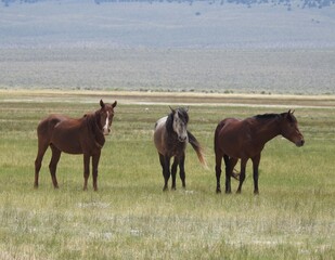 Fototapeta premium Wild horses roaming the Adobe Valley in the Eastern Sierra, Mono County, California.