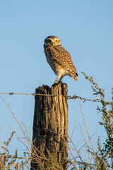 Búho mirando a la cámara posado en árbol viejo