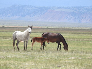 Wild horses roaming the Adobe Valley in the Eastern Sierra, Mono County, California.