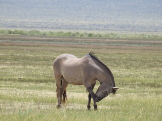 Wild horse roaming the Adobe Valley in the Eastern Sierra, Mono County, California.