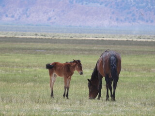 Wild horses roaming the Adobe Valley in the Eastern Sierra, Mono County, California.