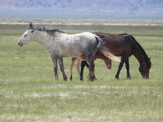 Fototapeta premium Wild horses roaming the Adobe Valley in the Eastern Sierra, Mono County, California.