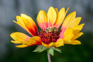 Honey bee pollinates a red-yellow flower, Close Up Macro