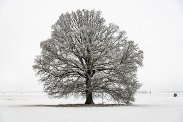 Baum, Eiche, Jahreszeit, Projekt