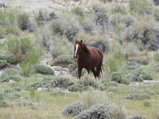 A lone wild mustang, with an attitude roaming the sagebrush meadows along the lower Tioga Pass, California Highway 120.