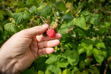 Himbeeren zum Selberpflücken, Himbeerplantage mit reifen Himbeeren - Symbolfoto.