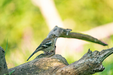Green and yellow songbird, Detailed Greenfinch standing on a tree trunk. In the background special green and yellow bokeh