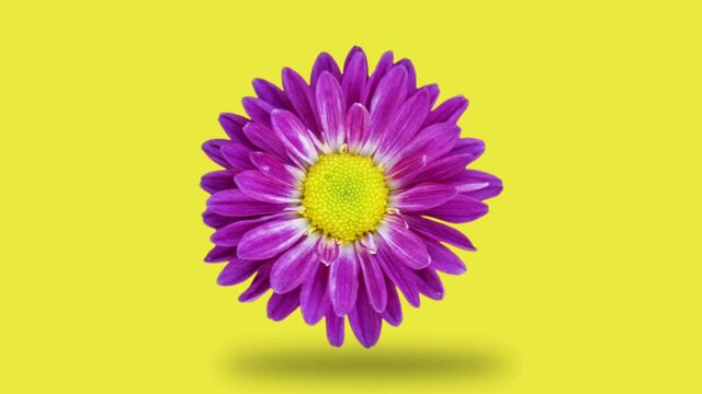 Chrysanthemum rotates on a yellow background. Simple motion graphics flower animation