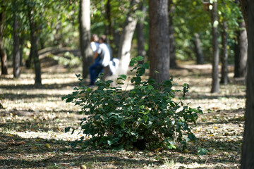 Obraz premium the green Bush in the Park on a background of trees