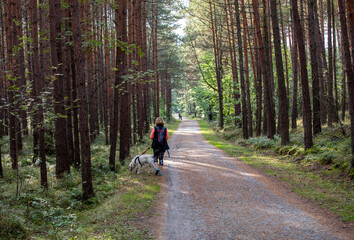 Obraz premium A forest road among the fragrances of pines on the Vistula Spit between Jantar and Stegna. Poland