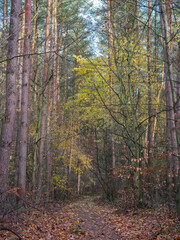 Krajobraz leśny, ścieżka pomiędzy sosnami i drzewami w lesie.