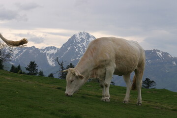 Elevage de montagne Pyr&eacute;n&eacute;es