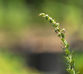 A blueberry plant and its fruits