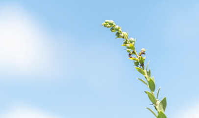 A blueberry plant and its fruits