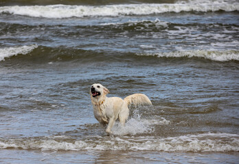 Golden retriever plays in the water on the beach