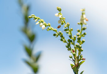 A blueberry plant and its fruits