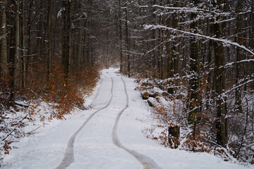 Waldweg mit Schnee