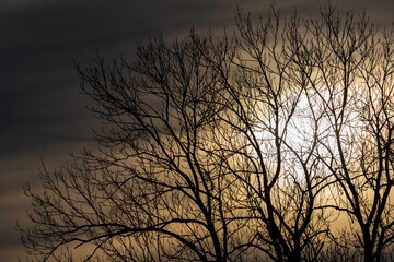 Fototapeta premium Kahle Bäume im Winter bei Sonnenuntergang