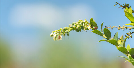 A blueberry plant and its fruits