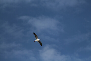 Fotografía de una gaviota sobrevolando la costa en un día poco nublado.