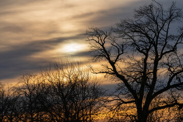 Fototapeta na wymiar Kahle Bäume im Winter bei Sonnenuntergang