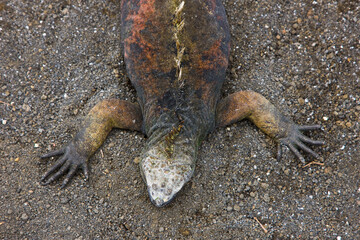Ecuador. Parque Nacional de las Islas Galapagos.  Iguana marina(Amblyrhynchus cristatus).