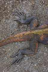 Ecuador. Parque Nacional de las Islas Galapagos.  Iguana marina(Amblyrhynchus cristatus).
