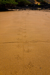 Ecuador. Parque Nacional de las Islas Galapagos.  Huellas Iguana marina(Amblyrhynchus cristatus).
