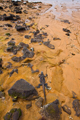 Ecuador. Parque Nacional de las Islas Galapagos.  Iguana marina(Amblyrhynchus cristatus).