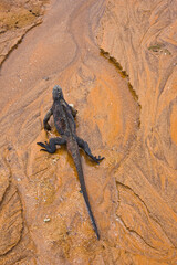 Ecuador. Parque Nacional de las Islas Galapagos.  Iguana marina(Amblyrhynchus cristatus).